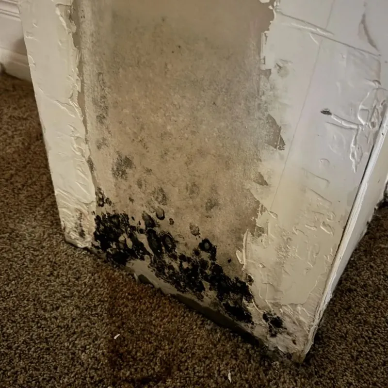 Professional Mold Removal in Birmingham, MI